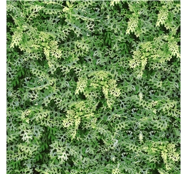 BST GREENERY